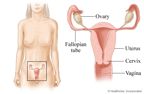 Picture of the female reproductive system (front view)