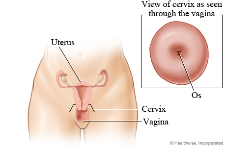 Cervix