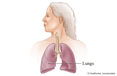 Picture of the lungs