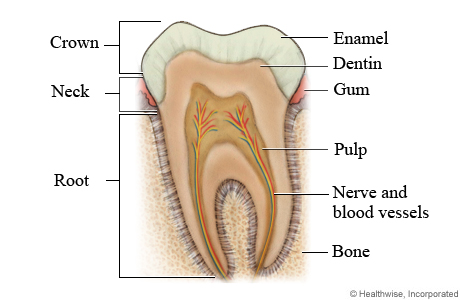 Parts of a tooth