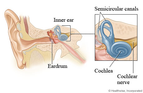 Inner ear