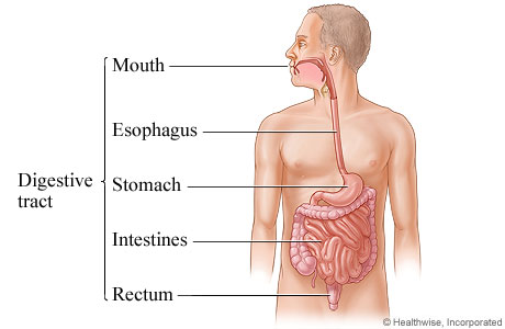 The digestive tract