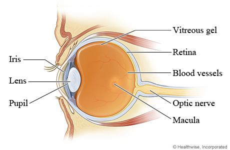 Eye anatomy