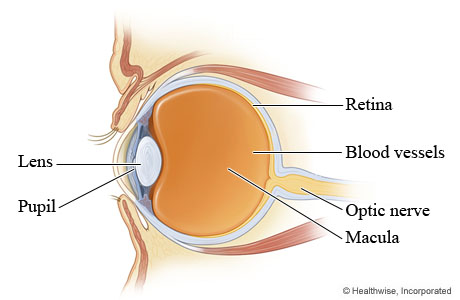 Eye anatomy