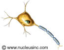 A nerve cell