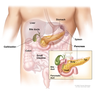 Anatomy of the pancreas; drawing shows the pancreas, stomach, spleen, liver, gallbladder, bile ducts, colon, and small intestine. An inset shows the head, body, and tail of the pancreas. The bile duct and pancreatic duct are also shown.