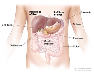 Anatomy of the liver; drawing shows the right and left front lobes of the liver, bile ducts, gallbladder, stomach, spleen, pancreas, colon, and small intestine. The two back lobes of the liver are not shown.