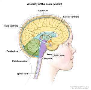 Drawing of the inside of the brain showing the lateral ventricle, third ventricle, fourth ventricle, and the passageways between the ventricles (with cerebrospinal fluid shown in blue). Other parts of the brain shown include the cerebrum, cerebellum, spinal cord, and brain stem (pons and medulla).