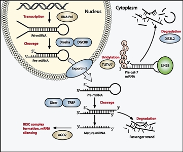 Diagram showing the miRNA processing pathway, which is commonly mutated in Wilms' tumor.