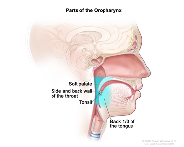 Parts of the oropharynx; drawing shows the soft palate, side and back wall of the throat, tonsil, and the back third of the tongue.