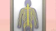  Anesthesia: Peripheral Nerve Block